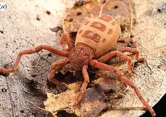 Description de l'image Ricinulei from Fernandez & Giribet, nymph of Ricinoides atewa (2015) (cropped).jpg.