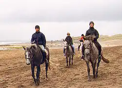 Le Connemara est un poney fin de grande taille utilisé pour l'équitation des adultes, comme ici, en Irlande.