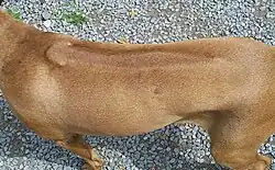 Vue de la crête dorsale.