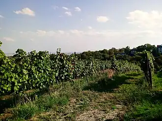 Vue du Schenkenberg depuis Reisenberg.