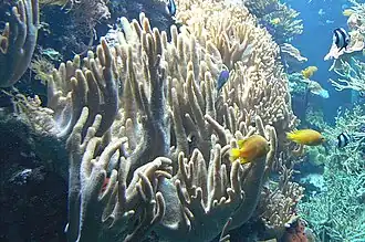 Description de l'image Riffbecken3.jpg.