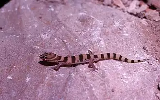 Description de l'image Ring-tailed gecko on rock - DPLA - 027d98fd02ef56ddf04e33ea9e7a2841.jpg.