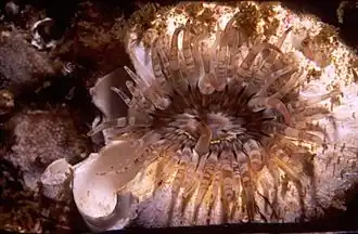 Isanthus capensis, une Isanthidae.