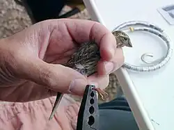 Il est ensuite bagué et ainsi identifié.