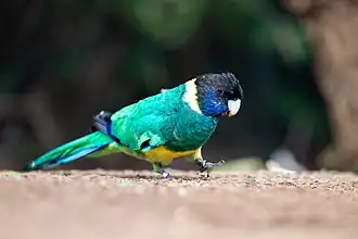 Photo d'un oiseau marchant. Il a un plumage vert bleuâtre et un ventre jaune.