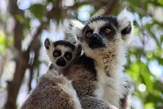 Une mère Lemur catta et son petit