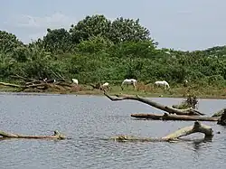 Les rives du Rio Tárcoles