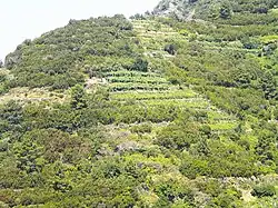 Terrasses de Riomaggiore