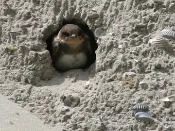 Nid en terrier d'Hirondelle de rivage(Riparia riparia).