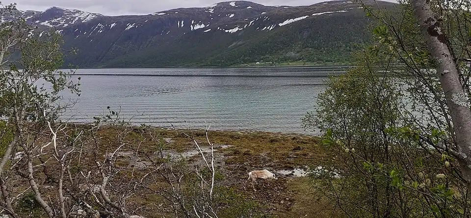 Rivages du Kaldfjorden en face du Stor-Kjølen