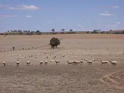 Photo de moutons dans la Riverina asséchée.