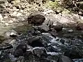 La rivière du Petit Carbet après la cascade de la Coulisse.