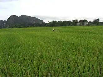 Des herbes hautes, avec une montagne en arrière-plan.