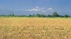 Riz à maturité à Desana près de Verceil.