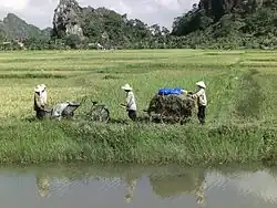 Rizières dans la région de Ninh Bình.