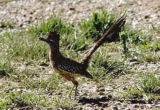 Grand géocoucou, ou Roadrunner.