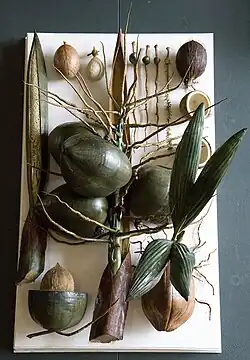 Modèles en cire d'une longue spathe entrouverte, un rameau portant de grosses noix vert sombre brillant à différents stades de maturité, des noix coupées transversalement et longitudinalement montrant la chair et l'amande, et différents stades de germination.