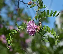 Fleurs rose pâle sur une branche, avec des gousses plates.