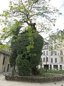 Le robinier envahi par le lierre.