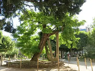 Le robinier planté en 1601, réputé le plus vieil arbre de Paris.