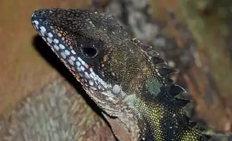 Description de l'image Robinson's Angle-head Lizard (Gonocephalus robinsonii) (8746940253).jpg.