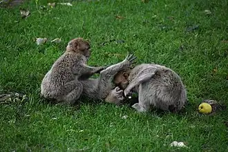 Jeunes en train de jouer.