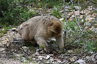 Femelle en train de chercher de la nourriture.