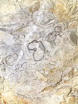 Rudistes du calcaire de la grotte de la Salamandre.