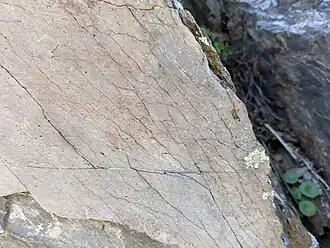 Avant train de bouquetin mâle.