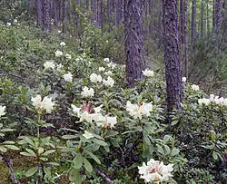 Rhododendrons dans la taïga.