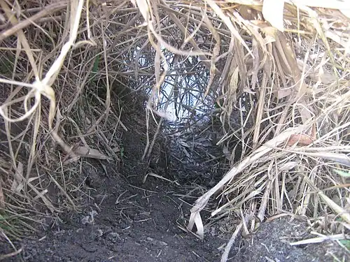 Une coulée de loutre.