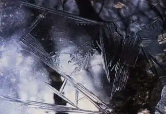 « Le réel imaginaire à partir de Roger Caillois »