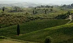 Photographie couleur d'un paysage de collines verdoyantes couvertes de vignobles et de plantations.