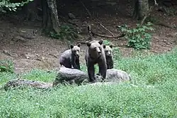 Un groupe d'ours en Roumanie en 2018.