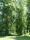 Allée de droite en face du château.