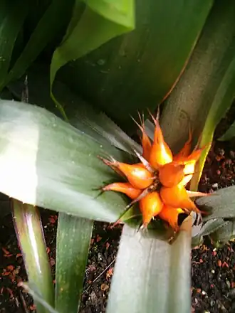 Description de cette image, également commentée ci-après