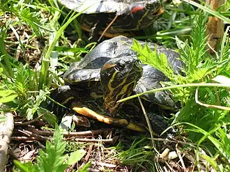 Description de cette image, également commentée ci-après