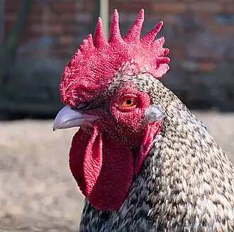 Tête d'un coq de Malines