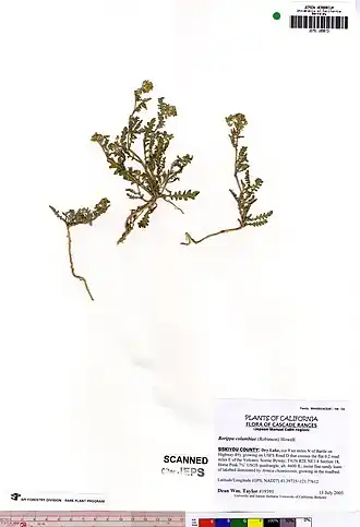 Description de l'image Rorippa columbiae JEPS109873.jpg.