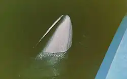 Rorqual commun à l'arrière de l’Alcide C.Horth