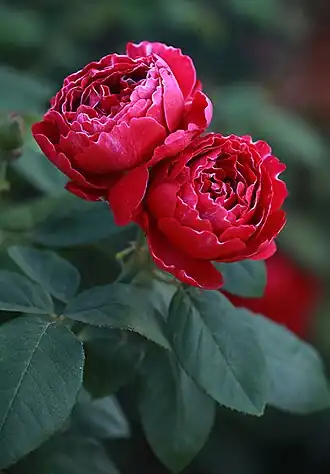 Image illustrative de l’article Baron Girod de l'Ain