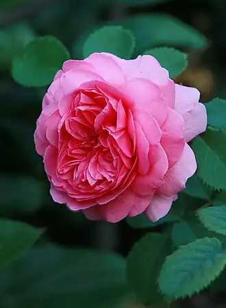 Image illustrative de l’article Princess Alexandra of Kent