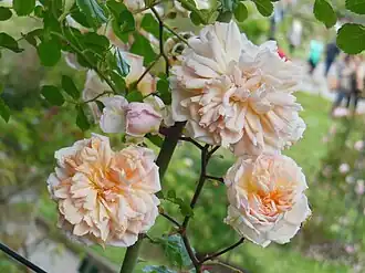 Image illustrative de l’article Aviateur Blériot