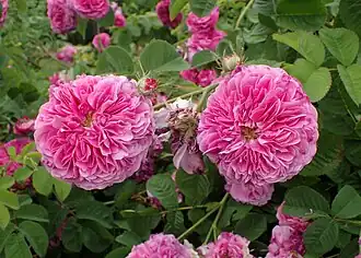 Image illustrative de l’article Adèle Courtois