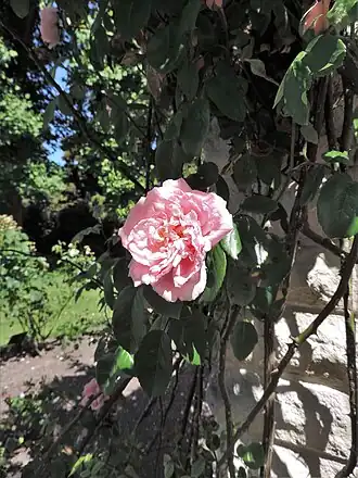 Image illustrative de l’article Alida Lovett