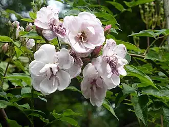 Image illustrative de l’article Belle Vichyssoise