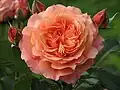 Rose 'Belvedere' (1996, Tantau)