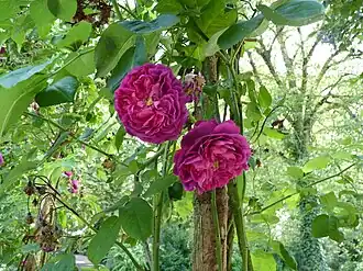 Image illustrative de l’article Souvenir de Brod