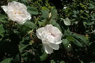 Image illustrative de l’article Félicité Parmentier