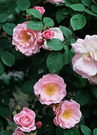 Image illustrative de l’article Fritz Nobis